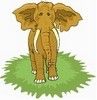 elephant100.jpg